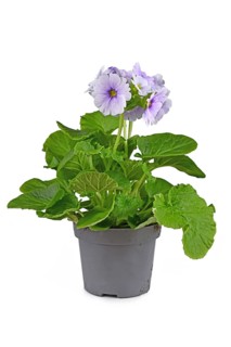 Potted 'Primula Acaulis Sweet Kisses' primrose on white background,