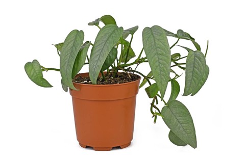Potted tropical 'Epipremnum Pinnatum Cebu Blue' houseplant with silver-blue leaves on white background,