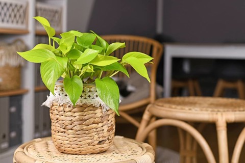 Tropical 'Epipremnum Aureum Lemon Lime' houseplant with neon green leaves in basket flower pot on table in living room,