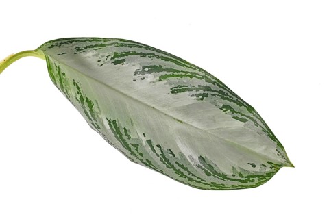 Single leaf of tropical 'Aglaonema Silver Bay' houseplant with silver pattern on white background,