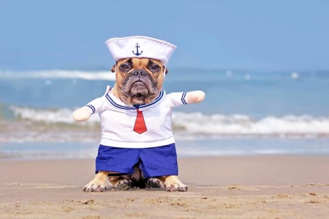 French Bulldog dog dressed up with funny sailor costume at beach,