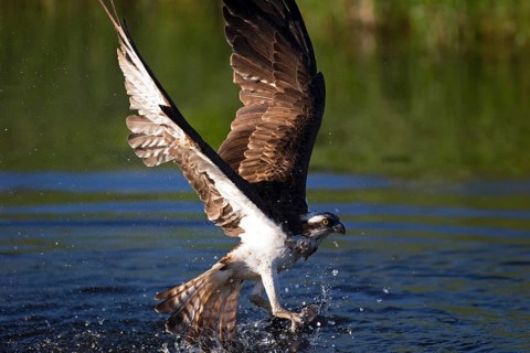 Western osprey,