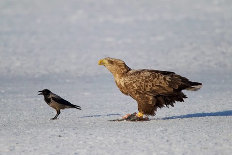 White-tailed eagle,