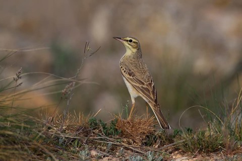 Tawny Pipit,