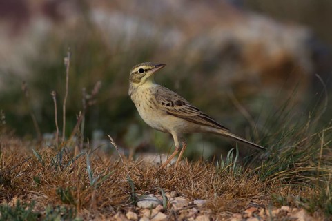 Tawny Pipit,