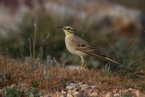 Tawny Pipit,