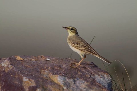 Tawny Pipit,