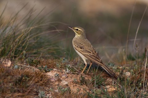 Tawny Pipit,