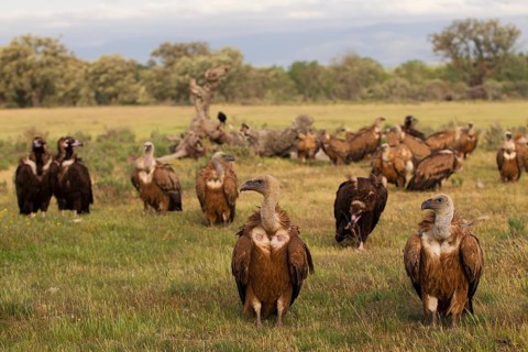 Griffon Vulture,