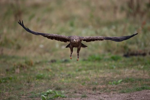 Lesser Spotted Eagle,