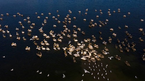 Great white pelican,