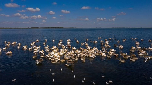 Great white pelican,