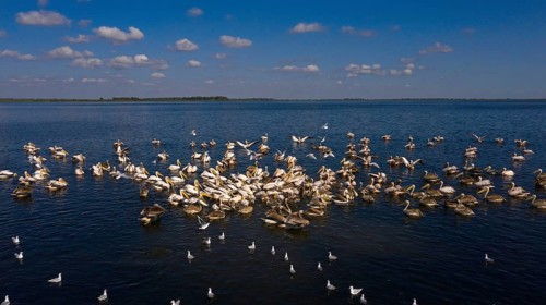 Great white pelican,