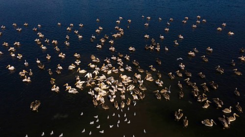 Great white pelican,