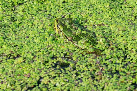 Water frog also green frog,