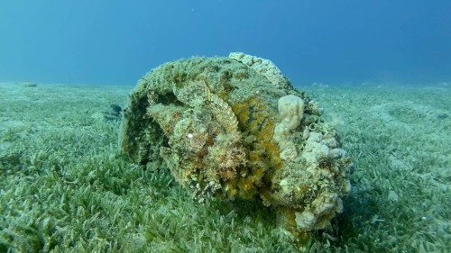 Scorpion fish lie on the reef. Bearded Scorpionfish,