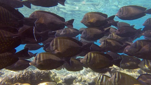 Large school of Surgeonfish slowly swims near coral reef. Brown Surgeonfish,