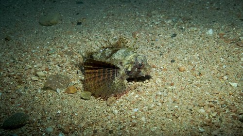 Zebra Lionfish,