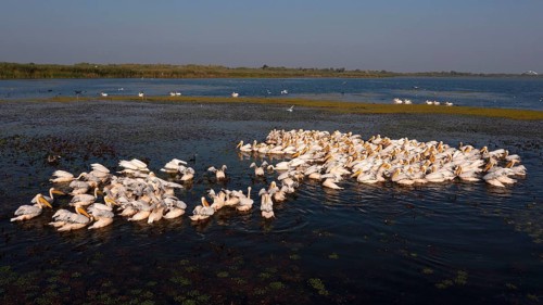 Great white pelican,
