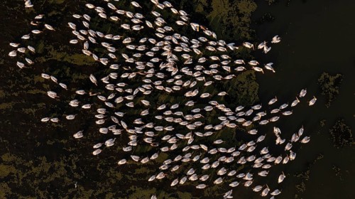 Great white pelican,
