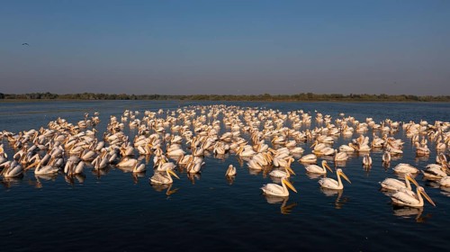 Great white pelican,