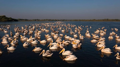 Great white pelican,