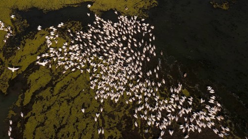 Great white pelican,
