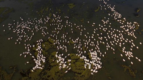 Great white pelican,