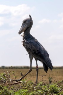 Shoebill,