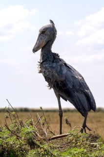 Shoebill,