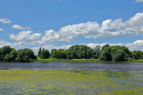 Environment, algae formation in the river