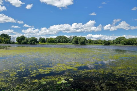 Environment, algae formation in the river