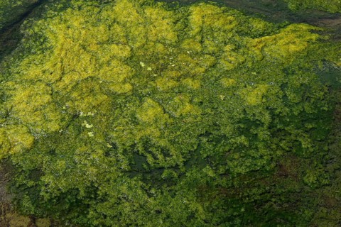 Environment, algae formation in the river