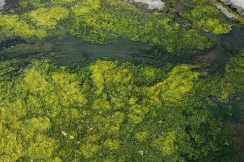 Environment, algae formation in the river