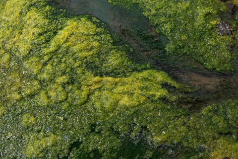 Environment, algae formation in the river