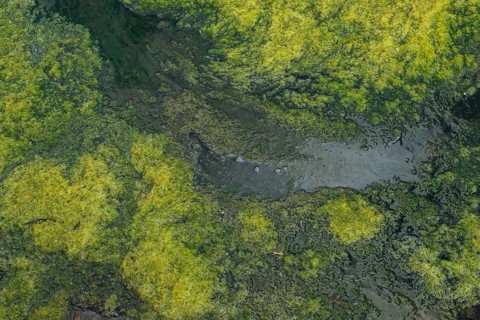 Environment, algae formation in the river