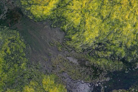 Environment, algae formation in the river