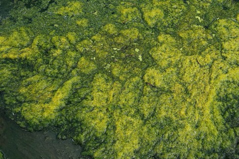 Environment, algae formation in the river