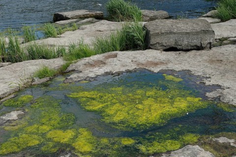 Environment, algae formation in the river