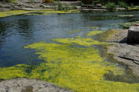 Environment, algae formation in the river
