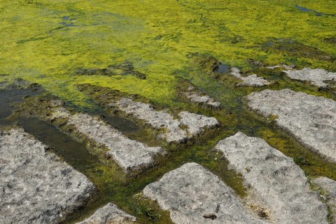 Environment, algae formation in the river