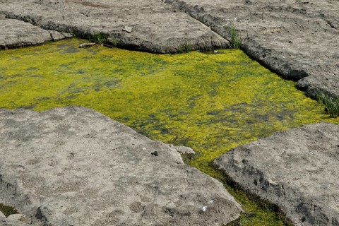Environment, algae formation in the river