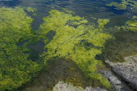 Environment, algae formation in the river