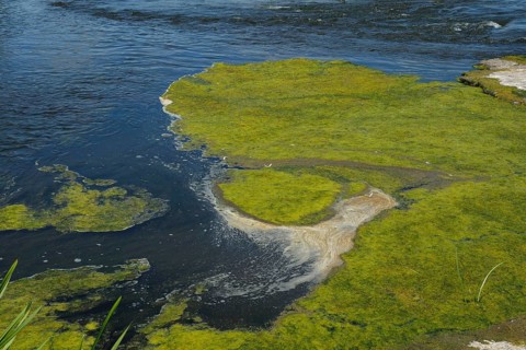 Environment, algae formation in the river