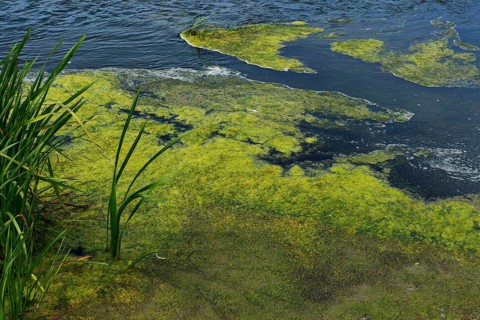 Environment, algae formation in the river