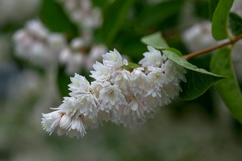 Flowering twig of filled garden jasmine,