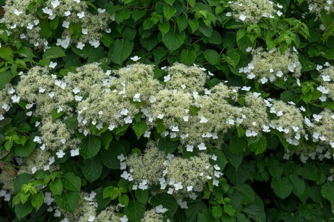 Flowering climbing hydrangea,