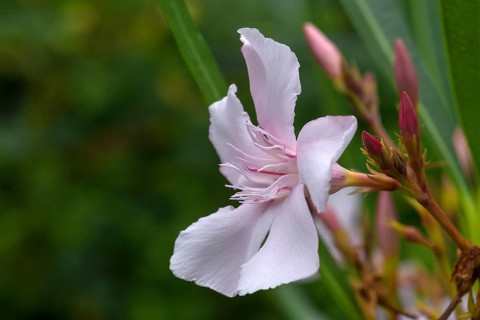 Flower of oleander,