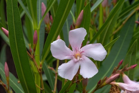 Flowering oleander,