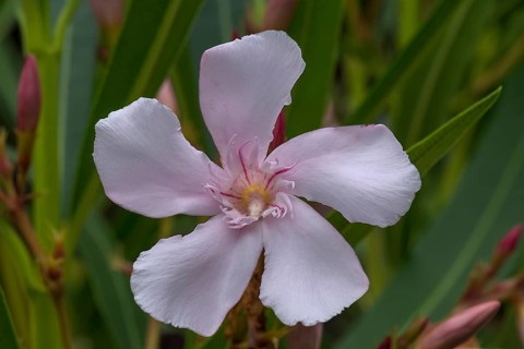 Flower of oleander,